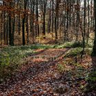 Waldmotive, hier: Herbstimpressionen im Wald (18)
