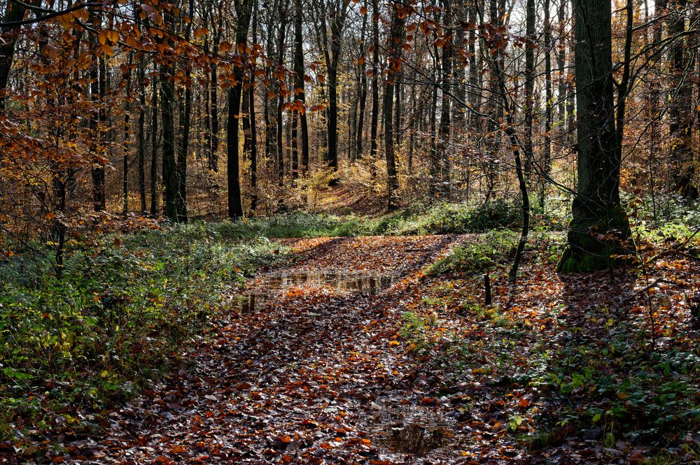 Waldmotive, hier: Herbstimpressionen im Wald (18)