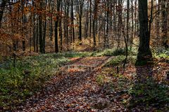 Waldmotive, hier: Herbstimpressionen im Wald (18)