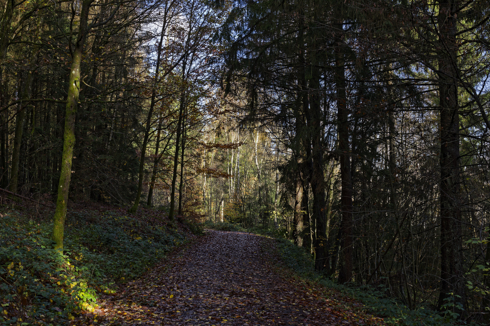 Waldmotive, hier: Herbstimpressionen im Wald (19)