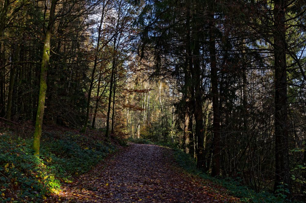 Waldmotive, hier: Herbstimpressionen im Wald (19)