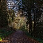 Waldmotive, hier: Herbstimpressionen im Wald (19)
