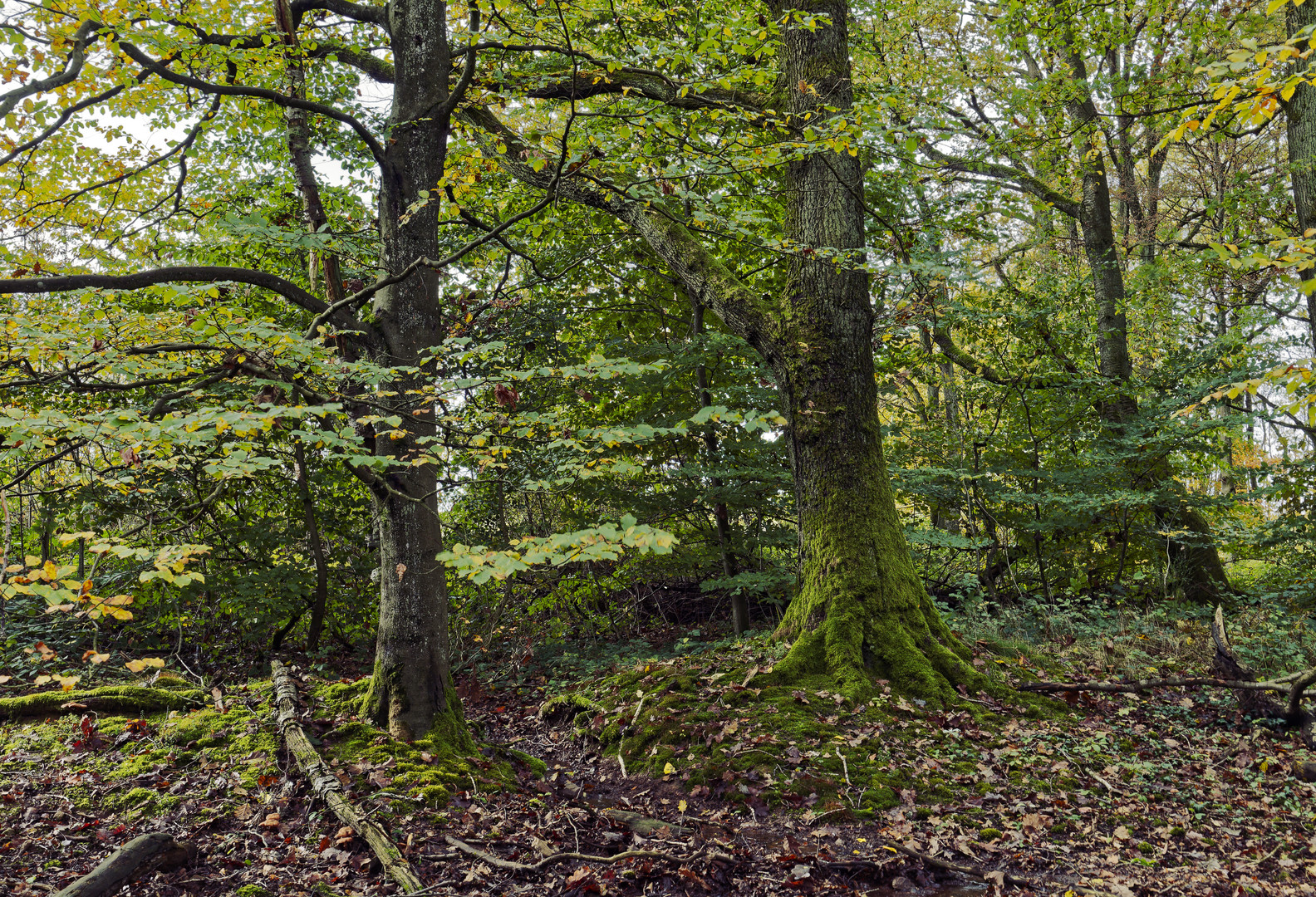 Waldmotive, hier: Herbstimpressionen im Wald (19)