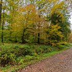 Waldmotive, hier: Herbstimpressionen im Wald (2)