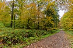 Waldmotive, hier: Herbstimpressionen im Wald (2)