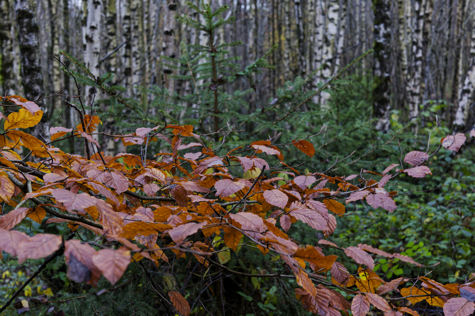 Waldmotive, hier: Herbstimpressionen im Wald (20)
