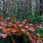 Waldmotive, hier: Herbstimpressionen im Wald (20)
