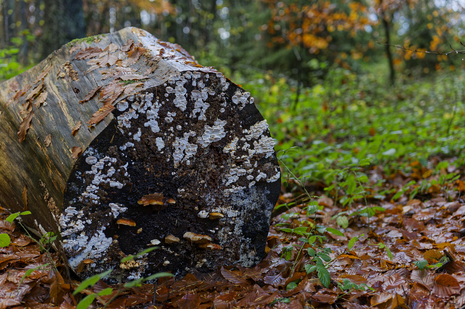 Waldmotive, hier: Herbstimpressionen im Wald (21) 