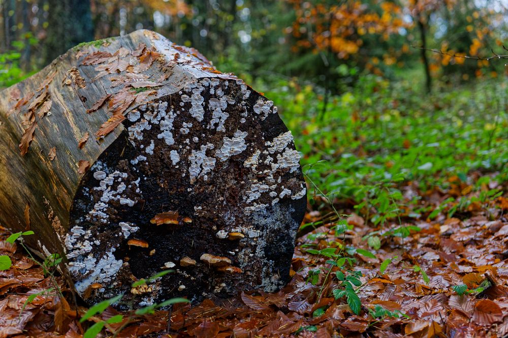 Waldmotive, hier: Herbstimpressionen im Wald (21) 