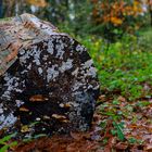 Waldmotive, hier: Herbstimpressionen im Wald (21) 