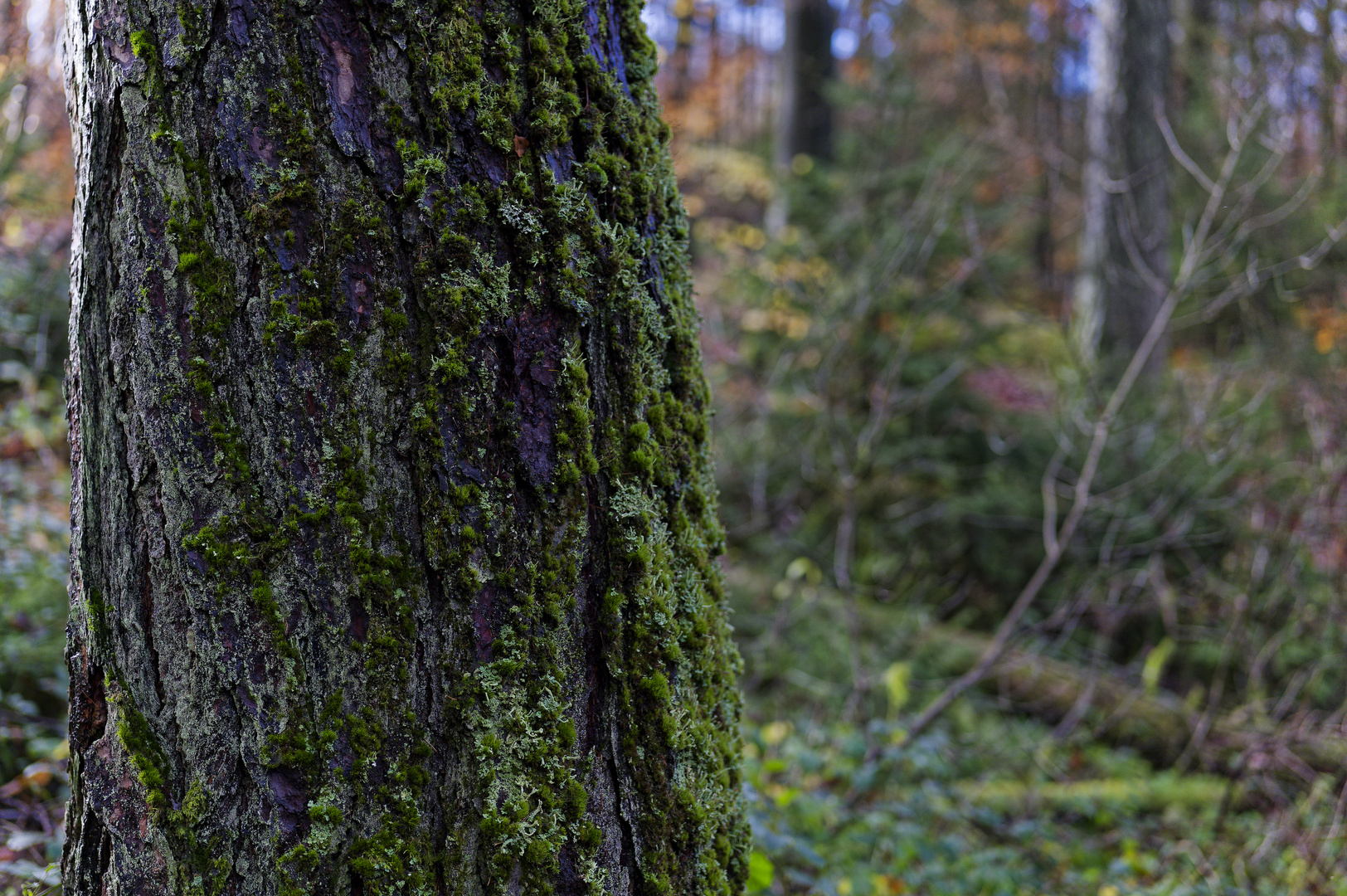 Waldmotive, hier: Herbstimpressionen im Wald (22)