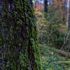 Waldmotive, hier: Herbstimpressionen im Wald (22)