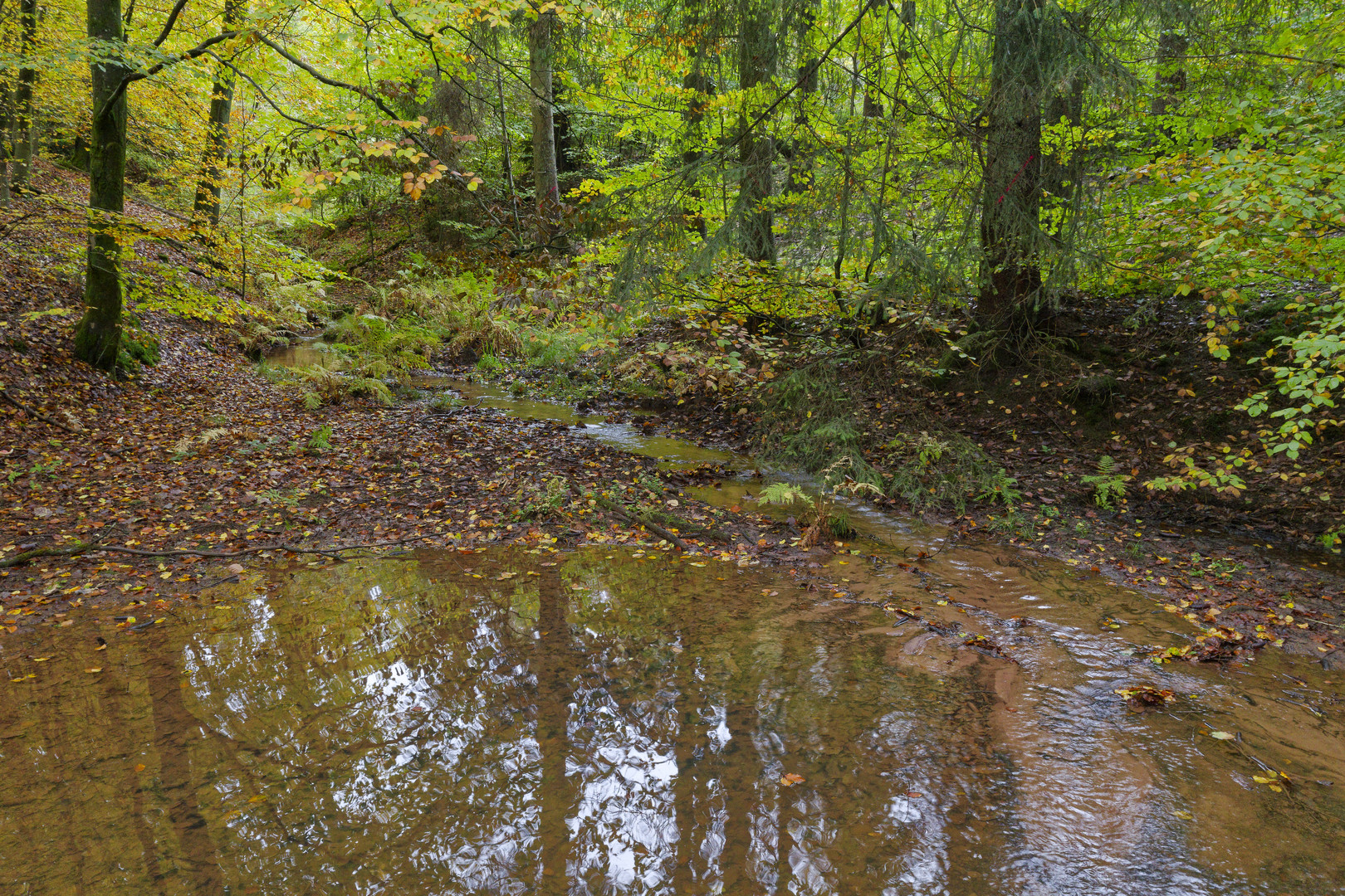 Waldmotive, hier: Herbstimpressionen im Wald (22) 