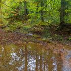 Waldmotive, hier: Herbstimpressionen im Wald (22) 