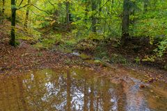 Waldmotive, hier: Herbstimpressionen im Wald (22) 