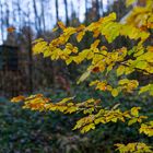 Waldmotive, hier: Herbstimpressionen im Wald (23)