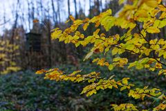 Waldmotive, hier: Herbstimpressionen im Wald (23)