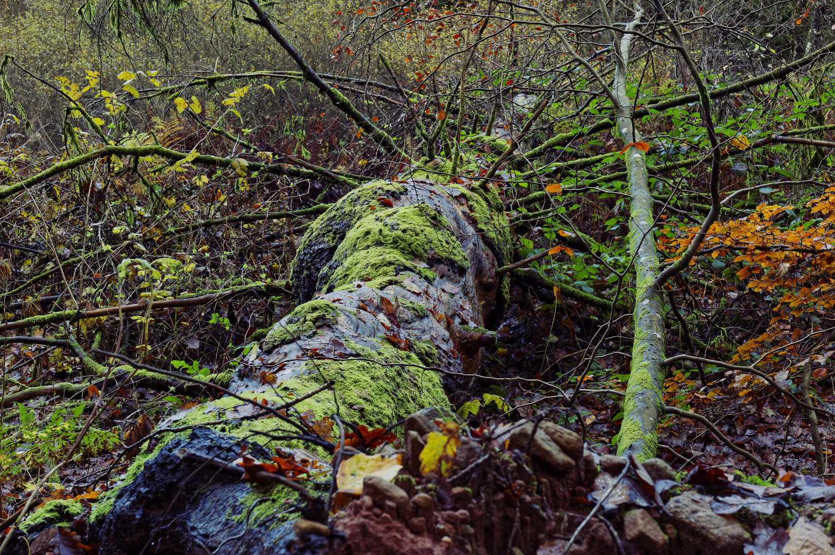 Waldmotive, hier: Herbstimpressionen im Wald (24)