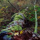 Waldmotive, hier: Herbstimpressionen im Wald (24)