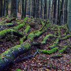 Waldmotive, hier: Herbstimpressionen im Wald (25)