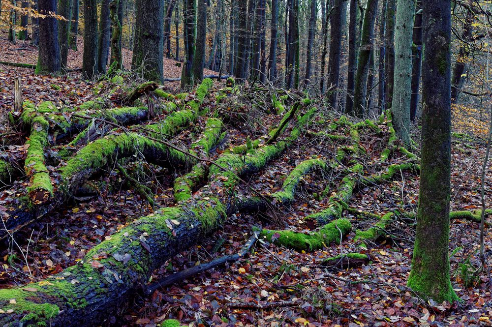 Waldmotive, hier: Herbstimpressionen im Wald (25)