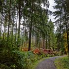 Waldmotive, hier: Herbstimpressionen im Wald (26)