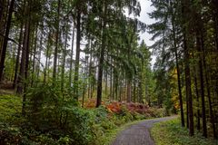 Waldmotive, hier: Herbstimpressionen im Wald (26)