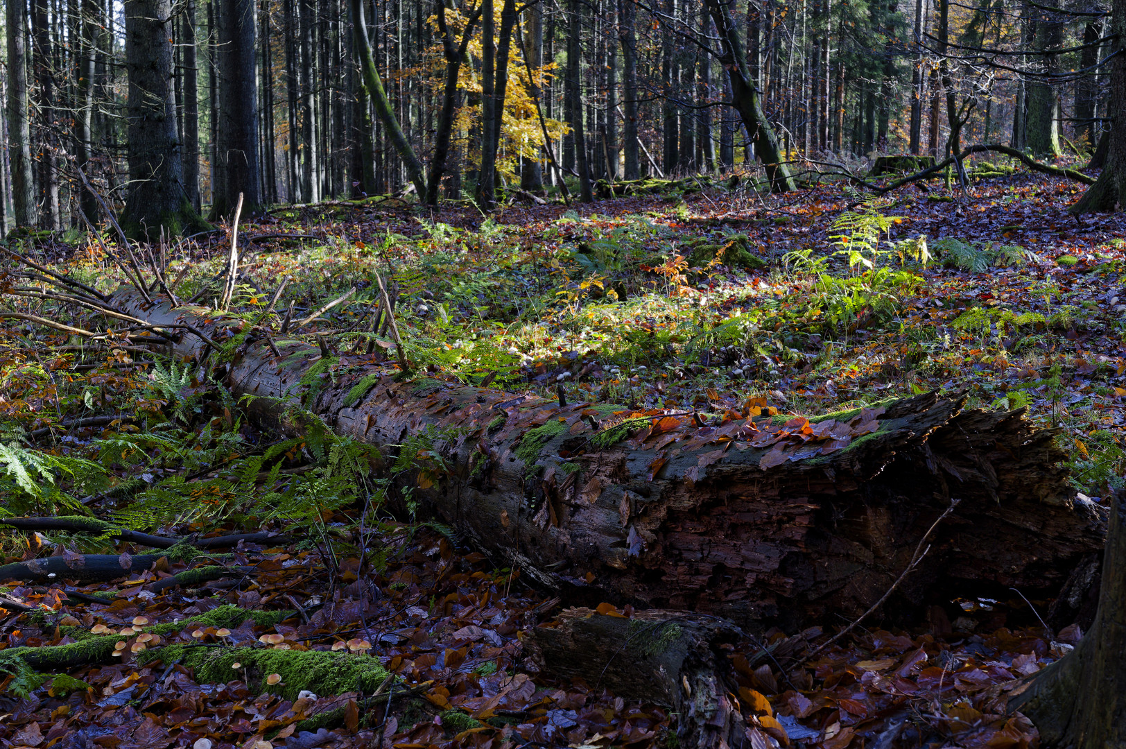 Waldmotive, hier: Herbstimpressionen im Wald (27) 