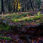 Waldmotive, hier: Herbstimpressionen im Wald (27) 
