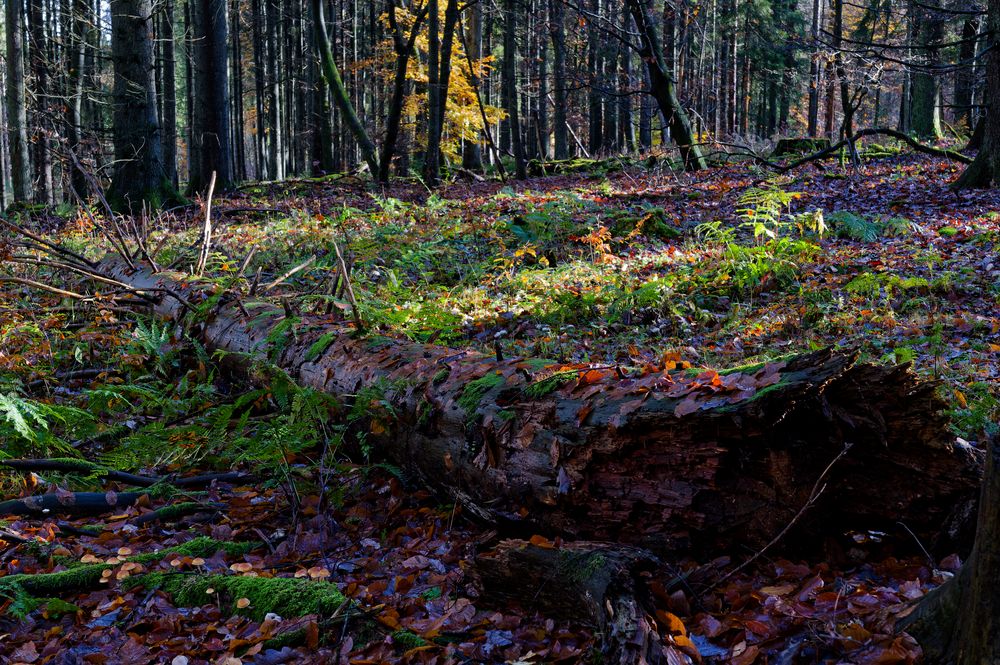 Waldmotive, hier: Herbstimpressionen im Wald (27) 