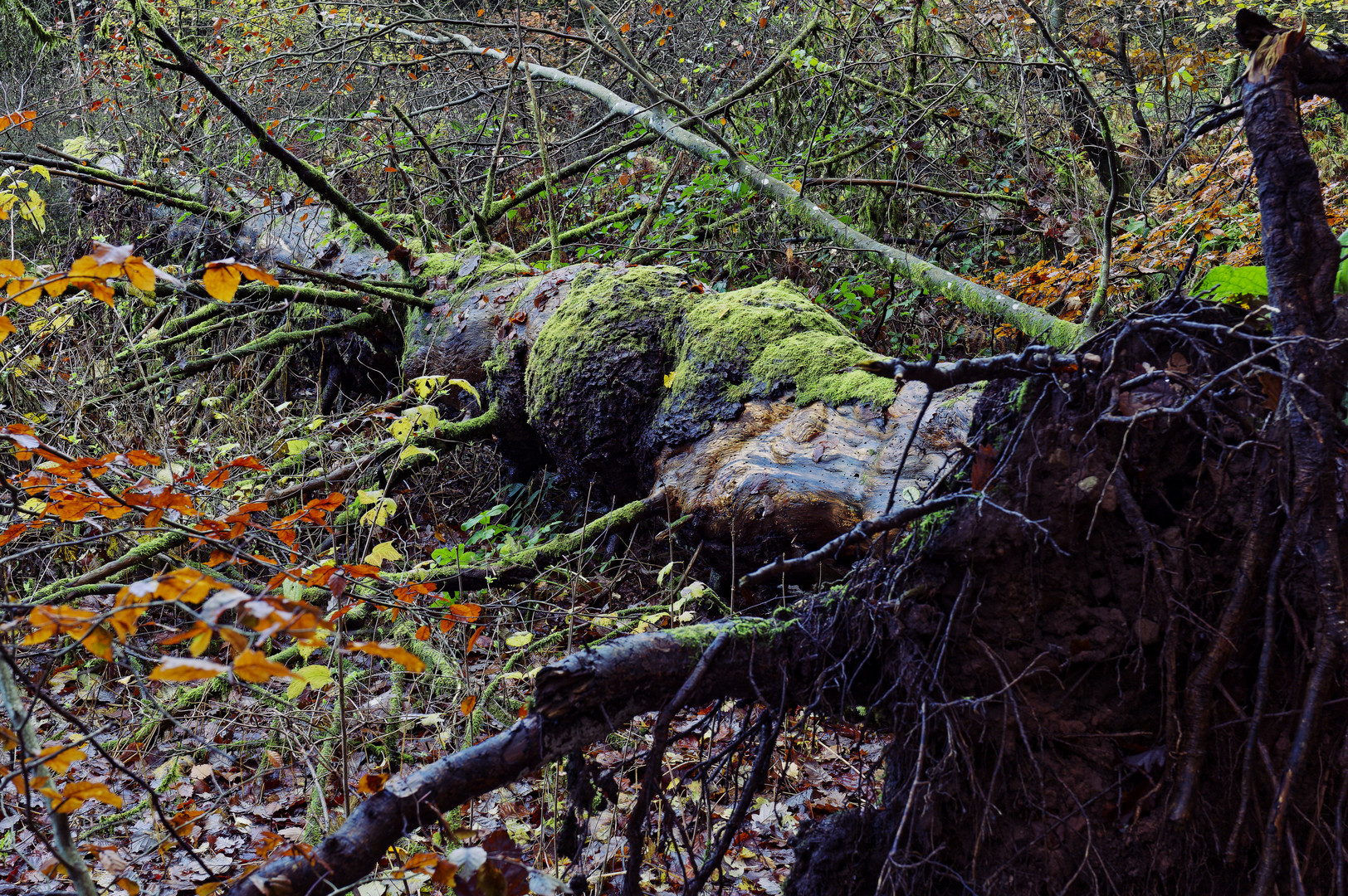 Waldmotive, hier: Herbstimpressionen im Wald (28) 