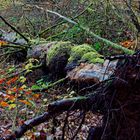 Waldmotive, hier: Herbstimpressionen im Wald (28) 