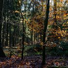 Waldmotive, hier: Herbstimpressionen im Wald (29)