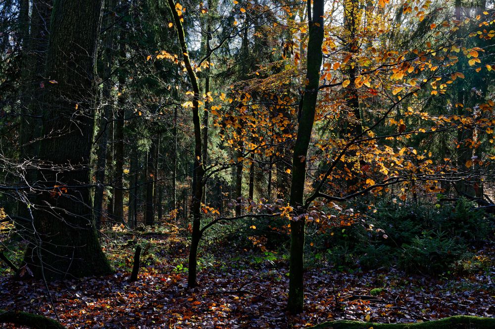 Waldmotive, hier: Herbstimpressionen im Wald (29)