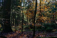 Waldmotive, hier: Herbstimpressionen im Wald (29)