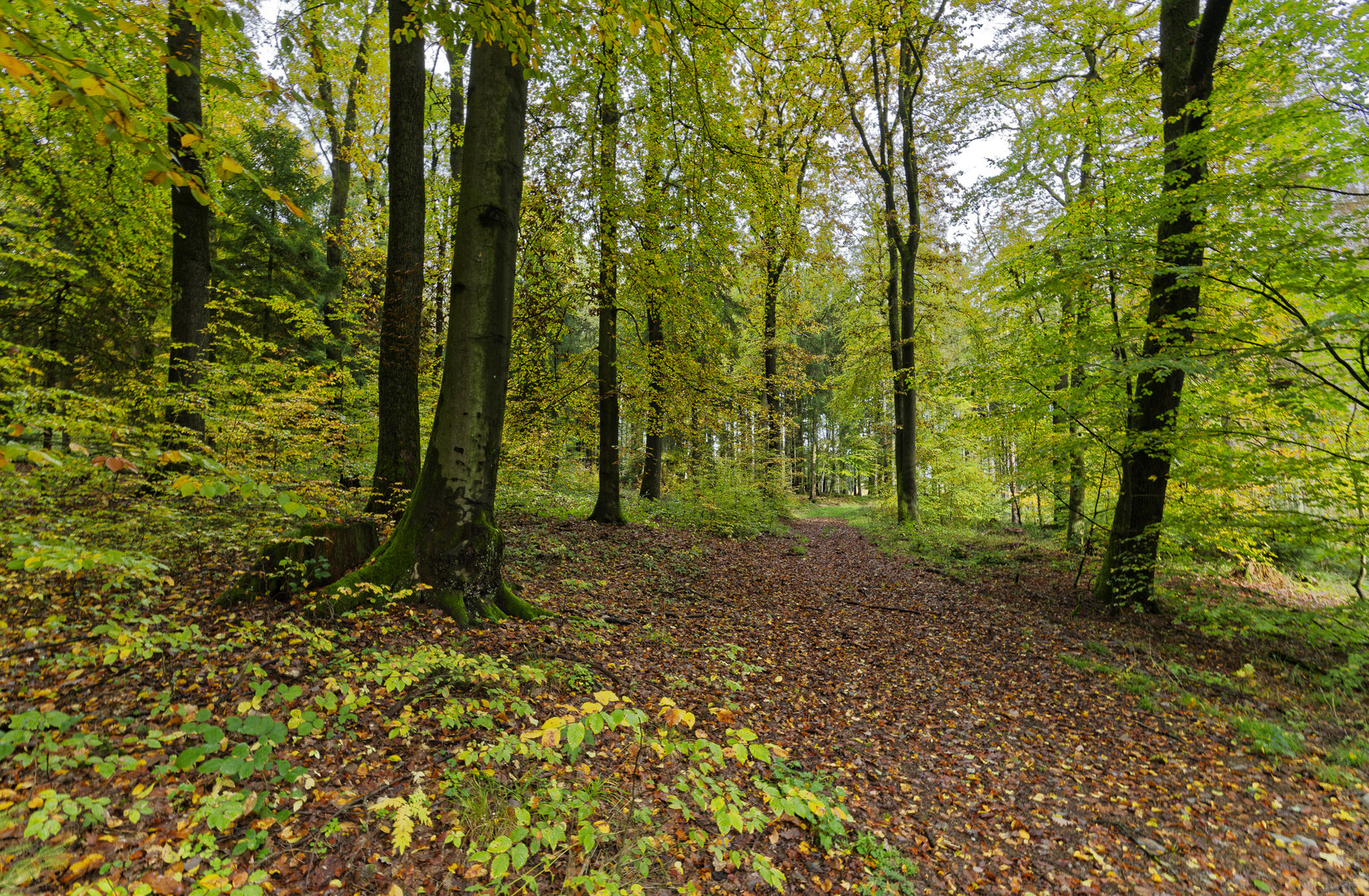 Waldmotive, hier: Herbstimpressionen im Wald (3)