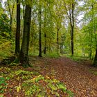 Waldmotive, hier: Herbstimpressionen im Wald (3)