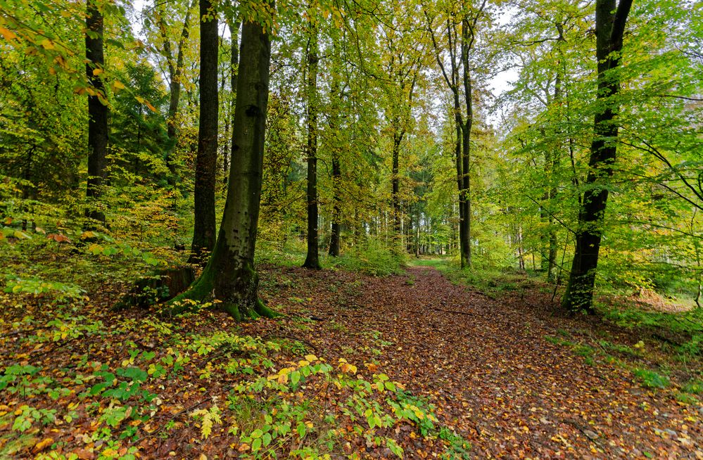 Waldmotive, hier: Herbstimpressionen im Wald (3)