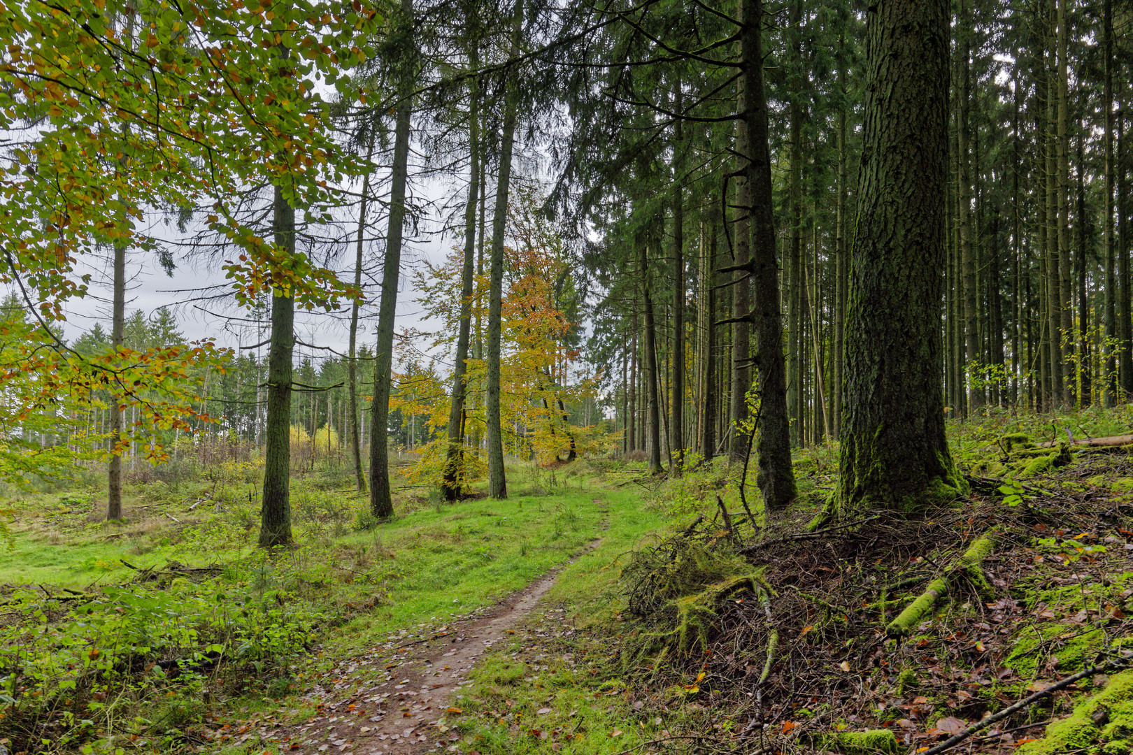 Waldmotive, hier: Herbstimpressionen im Wald (4)