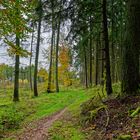 Waldmotive, hier: Herbstimpressionen im Wald (4)