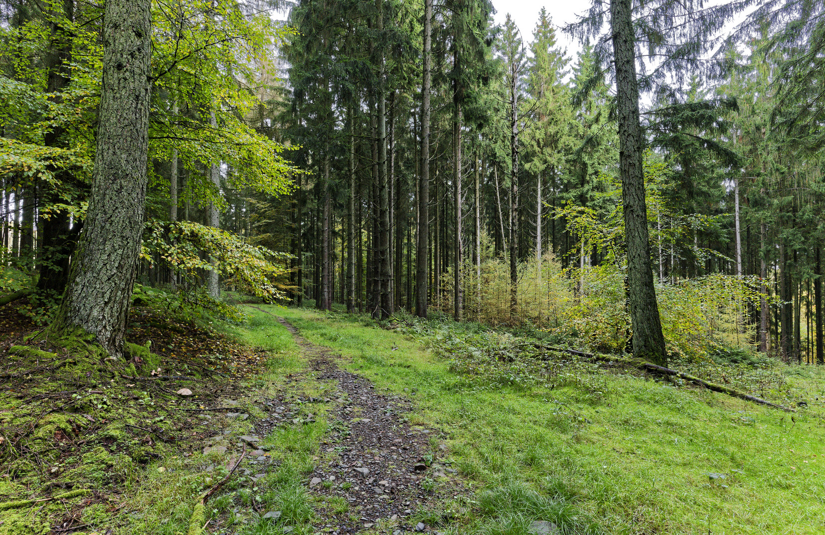 Waldmotive, hier Herbstimpressionen im Wald (5)