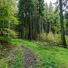 Waldmotive, hier Herbstimpressionen im Wald (5)