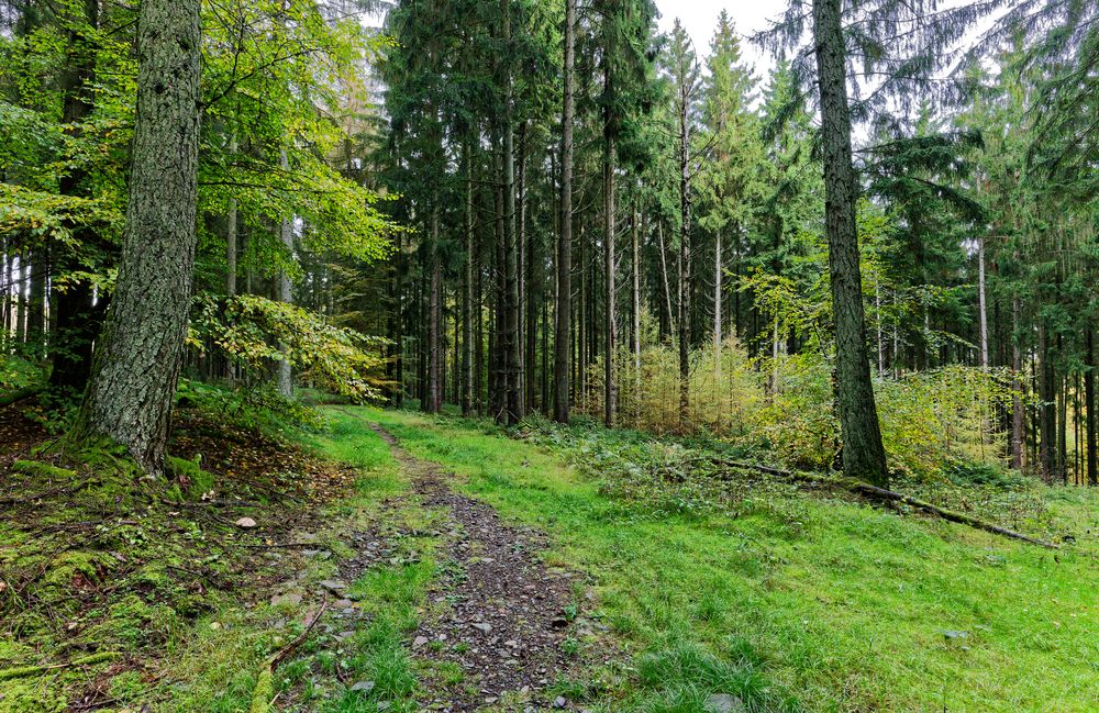 Waldmotive, hier Herbstimpressionen im Wald (5)