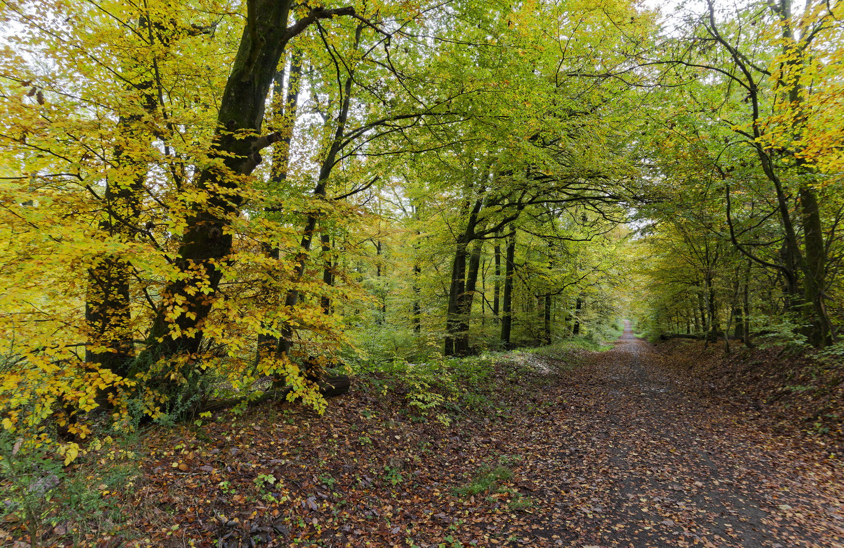 Waldmotive, hier: Herbstimpressionen im Wald (6)