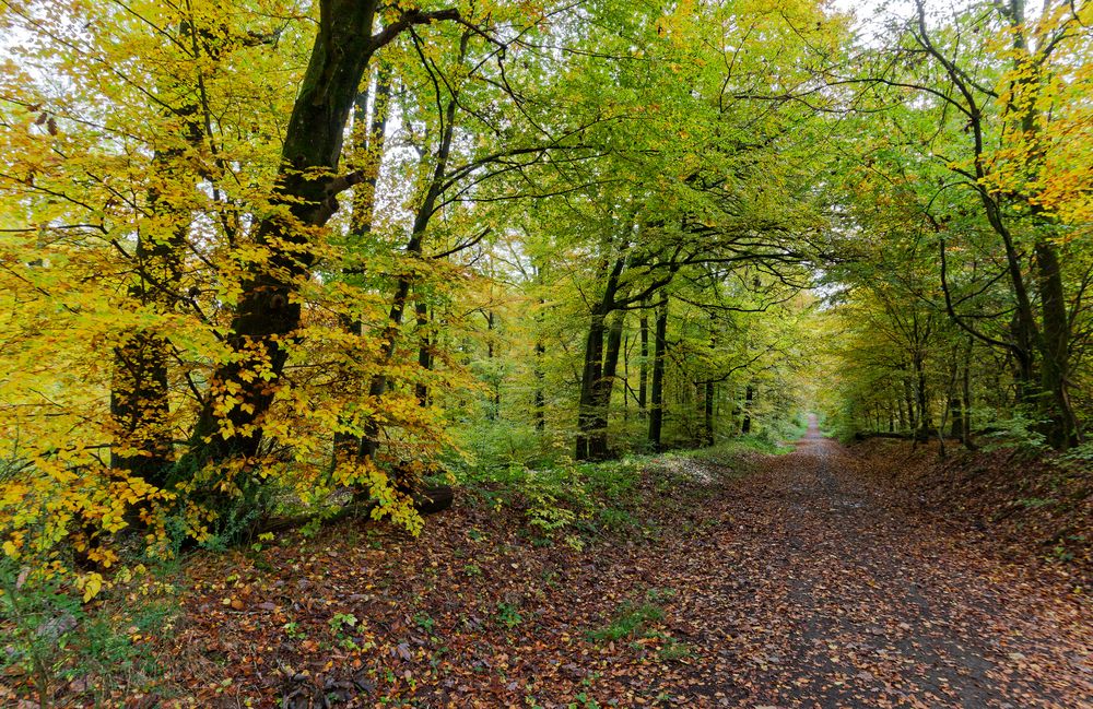 Waldmotive, hier: Herbstimpressionen im Wald (6)