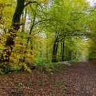 Waldmotive, hier: Herbstimpressionen im Wald (6)