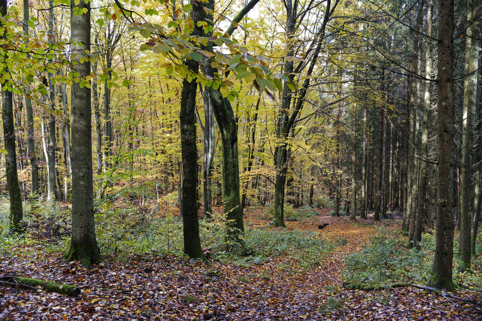 Waldmotive, hier: Herbstimpressionen im Wald (7)