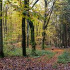 Waldmotive, hier: Herbstimpressionen im Wald (7)