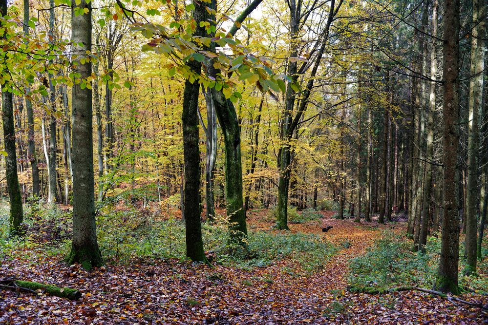 Waldmotive, hier: Herbstimpressionen im Wald (7)