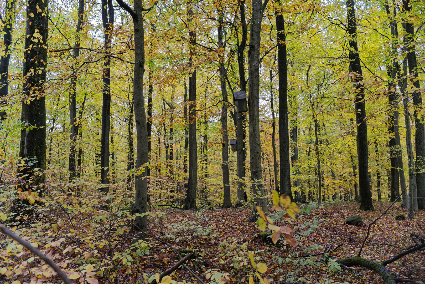 Waldmotive, hier: Herbstimpressionen im Wald (8)